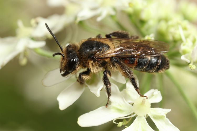 Roodrandzandbij. De voorjaarsgeneratie van de roodrandzandbij (<i>Andrena rosae</i>) verzamelt vooral wilgenstuifmeel, de zomergeneratie hoofdzakelijk stuifmeel van schermbloemen. Nestelen gebeurt op (dijk-)hellingen. De Biesbosch vormt het laatste echte Roodrandzandbij. De voorjaarsgeneratie van de roodrandzandbij (<i>Andrena rosae</i>) verzamelt vooral wilgenstuifmeel, de zomergeneratie hoofdzakelijk stuifmeel van schermbloemen. Nestelen gebeurt op (dijk-)hellingen. De Biesbosch vormt het laatste echte