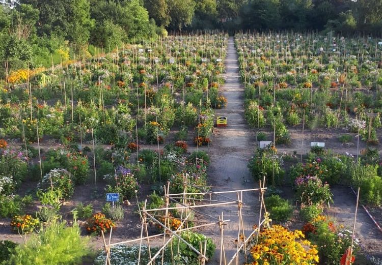 Een van de school(moes)tuinen in Amsterdam (klik om te vergroten) Een van de school(moes)tuinen in Amsterdam (klik om te vergroten)