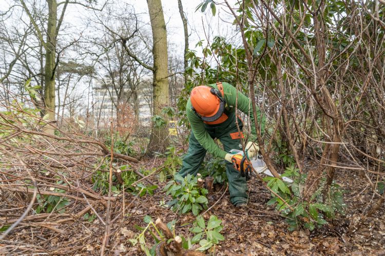 Zagen gebeurt in principe elektrisch. Emissievrij werken is het vertrekpunt bij het onderhoud van het Radboud-terrein. Zagen gebeurt in principe elektrisch. Emissievrij werken is het vertrekpunt bij het onderhoud van het Radboud-terrein.