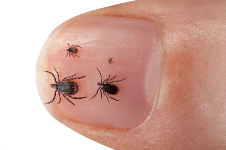 Vrouwtjesteek, mannetjesteek, nimf en larve samen op een duimnagel. Foto: RIVM Vrouwtjesteek, mannetjesteek, nimf en larve samen op een duimnagel. Foto: RIVM