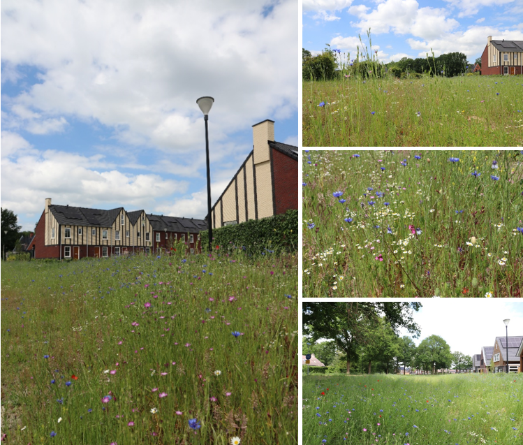 De wadi bij het nieuwbouwproject in Dalfsen; ondanks de droogte staat de vegetatie er prachtig bij. De wadi bij het nieuwbouwproject in Dalfsen; ondanks de droogte staat de vegetatie er prachtig bij.
