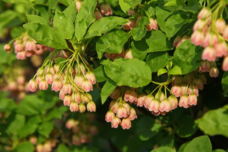 Enkianthus campanulatus 'Venus' Enkianthus campanulatus 'Venus'