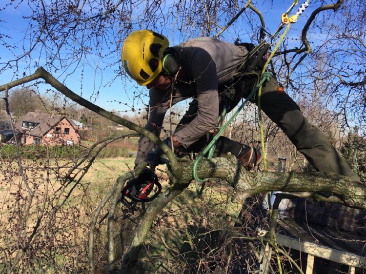 Boomverzorger Ludo van Mil Boomverzorger Ludo van Mil