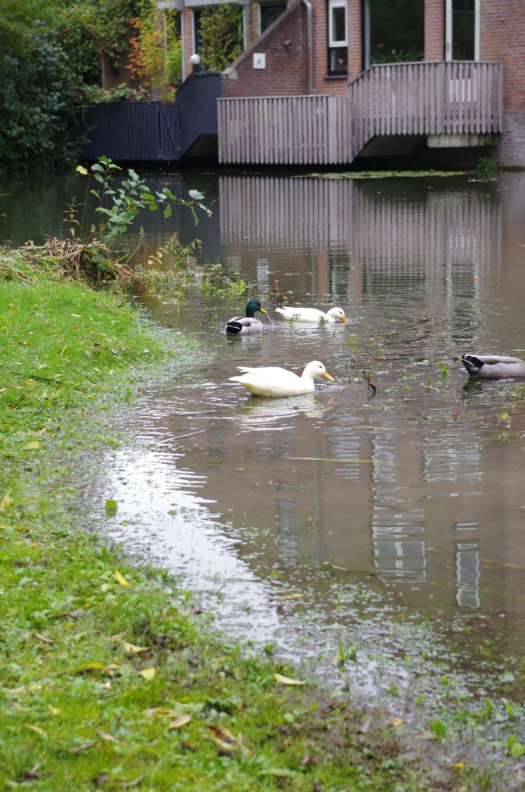 Natuurvriendelijke oevers zijn een bakermat voor nieuw leven. Natuurvriendelijke oevers zijn een bakermat voor nieuw leven.