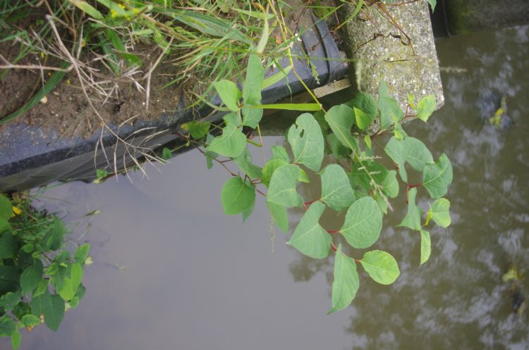 Japanse duizendknoop laat zich niet makkelijk bestrijden. Japanse duizendknoop laat zich niet makkelijk bestrijden.