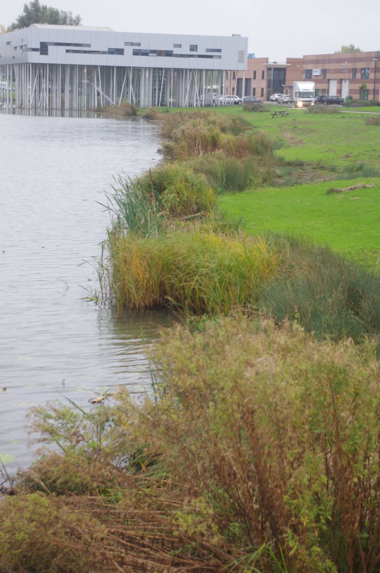 Natuur bij het Rondeel draagt bij aan de uitstraling van het bedrijventerrein. Natuur bij het Rondeel draagt bij aan de uitstraling van het bedrijventerrein.