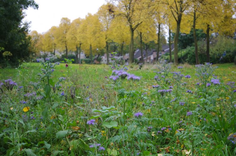 Overal in Houten zijn bloemenweiden te vinden. Overal in Houten zijn bloemenweiden te vinden.