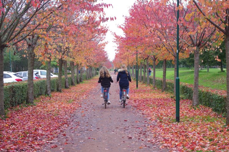Een fietsstraat verruimen wordt een grote operatie. Een fietsstraat verruimen wordt een grote operatie.