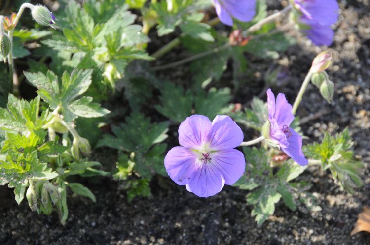 Geranium Rozanne Geranium Rozanne