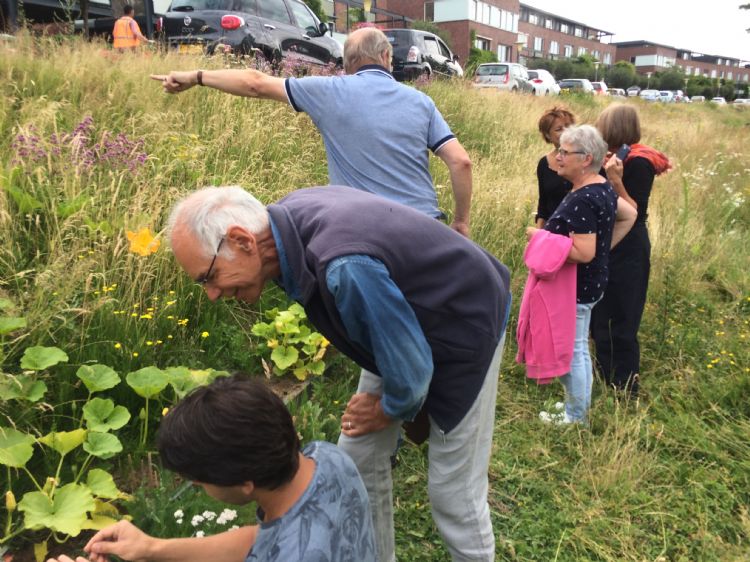 In de wijk Malburgen worden inwoners betrokken bij de inventarisatie van de groenstroken in hun wijk (links Wesley van Zadelhoff, ecoloog NLadviseurs). In de wijk Malburgen worden inwoners betrokken bij de inventarisatie van de groenstroken in hun wijk (links Wesley van Zadelhoff, ecoloog NLadviseurs).