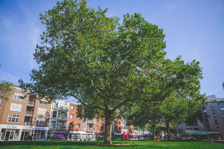 Plantsoen op het Gele Rijdersplein in het hartje van de stad Arnhem Plantsoen op het Gele Rijdersplein in het hartje van de stad Arnhem
