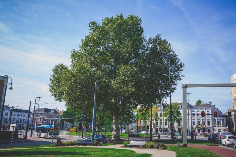 Via het Willemsplein meanderen groene verbindingszones door de stad Via het Willemsplein meanderen groene verbindingszones door de stad