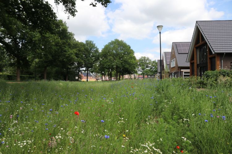 Steeds vaker zien we bij (nieuwe) woonwijken het toepassen van inheemse veldbloemenmengsels bij het creëren van een wadi. Steeds vaker zien we bij (nieuwe) woonwijken het toepassen van inheemse veldbloemenmengsels bij het creëren van een wadi.