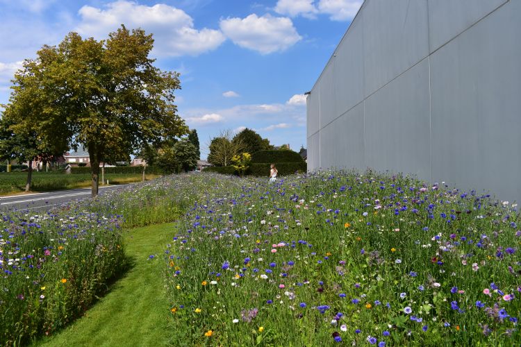 Een smalle strook langs een toegangsweg is een goede toepassing voor een kleurrijk veldbloemenmengsel. Foto: Tuinen Lambert. Een smalle strook langs een toegangsweg is een goede toepassing voor een kleurrijk veldbloemenmengsel. Foto: Tuinen Lambert.