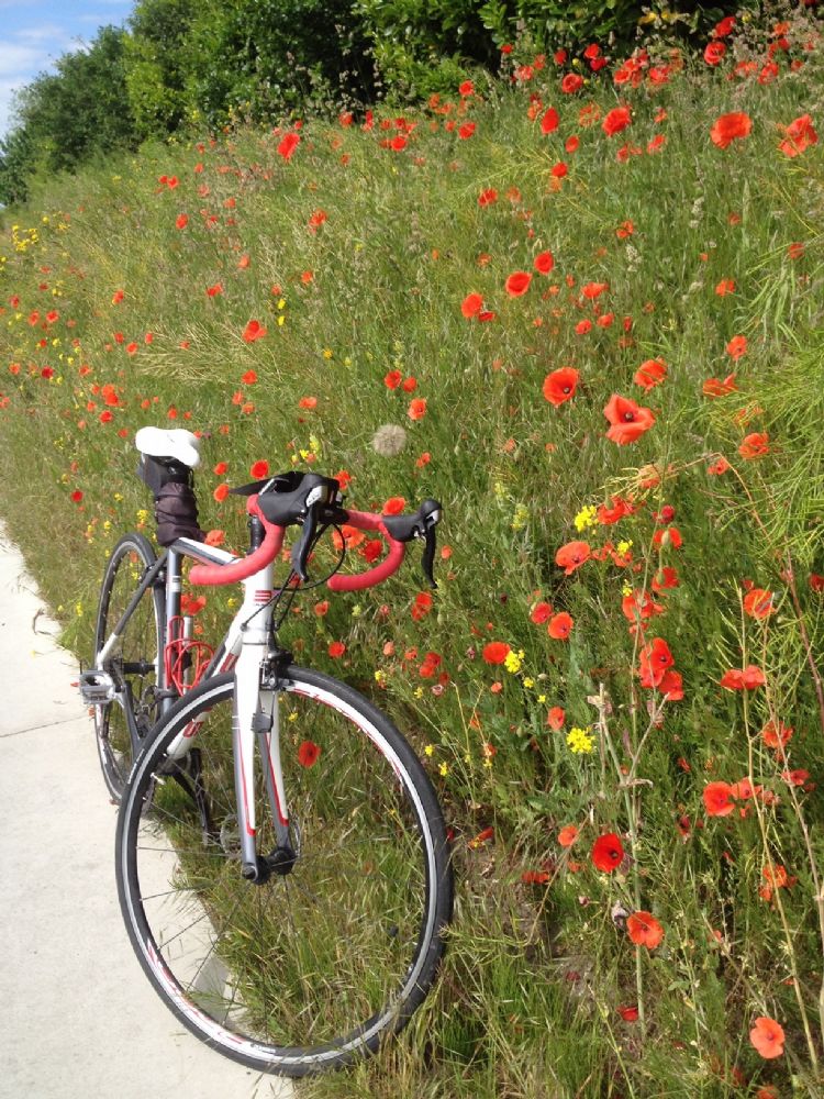 Bloemrijke berm: nog geen goed moment om te maaien. Foto: Hannie Korthof. Bloemrijke berm: nog geen goed moment om te maaien. Foto: Hannie Korthof.
