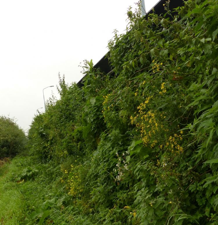 Biodiversiteitverhogende geluidwerende constructie in Hoofddorp Biodiversiteitverhogende geluidwerende constructie in Hoofddorp
