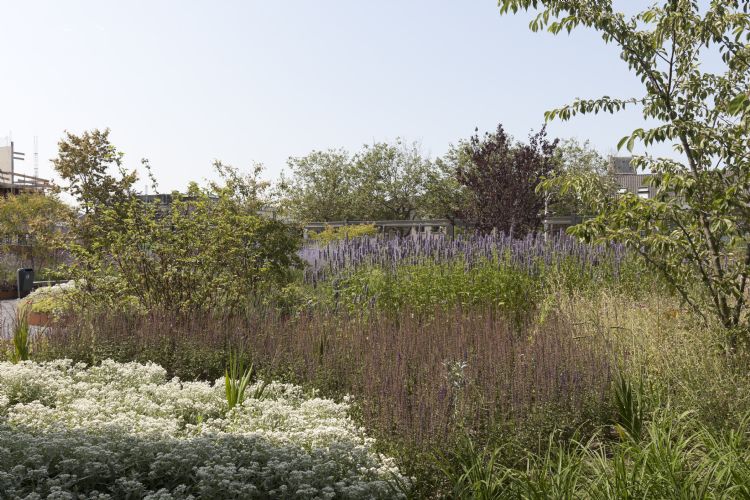 Uitgangspunten voor het 3250 m² grote park zijn klimaatbestendigheid en meer biodiversiteit, een grote belevingswaarde voor de bezoeker en het moet onderhoudsvriendelijk zijn. Uitgangspunten voor het 3250 m² grote park zijn klimaatbestendigheid en meer biodiversiteit, een grote belevingswaarde voor de bezoeker en het moet onderhoudsvriendelijk zijn.