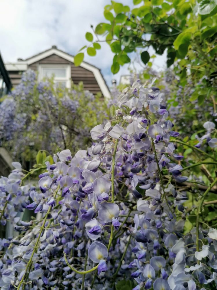 Bijvriendelijke tuin. Foto: L. Broekstra. Bijvriendelijke tuin. Foto: L. Broekstra.