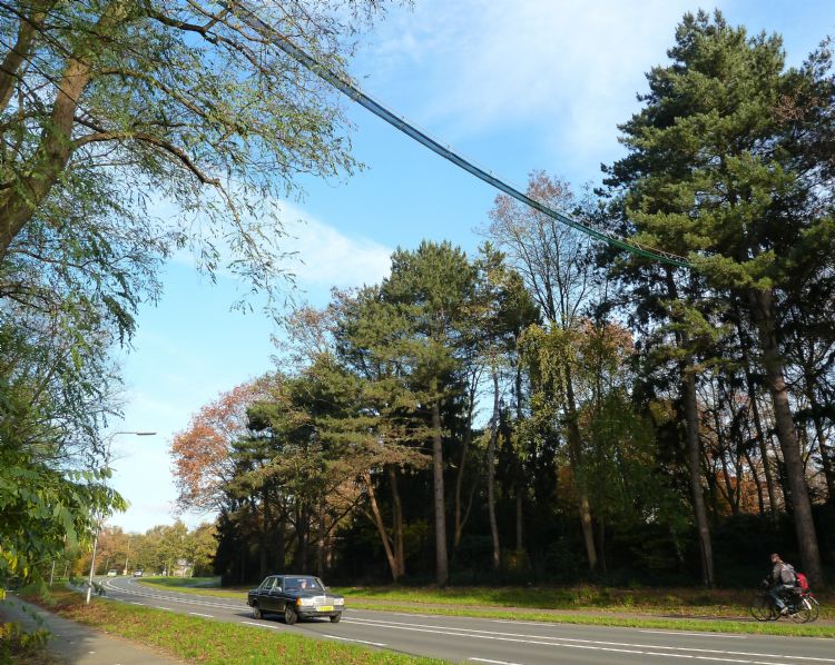 Dankzij de eekhoornbruggen in Roermond is de hoeveelheid eekhoornslachtoffers er gedaald. Foto: Steven Jansen Dankzij de eekhoornbruggen in Roermond is de hoeveelheid eekhoornslachtoffers er gedaald. Foto: Steven Jansen