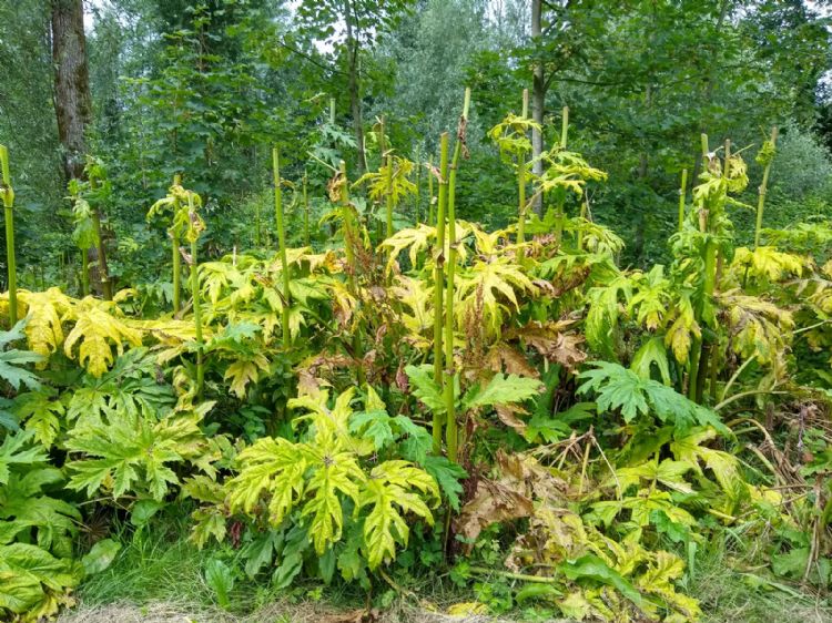 ‘Zonder kop sterven de planten vrij snel af’ ‘Zonder kop sterven de planten vrij snel af’