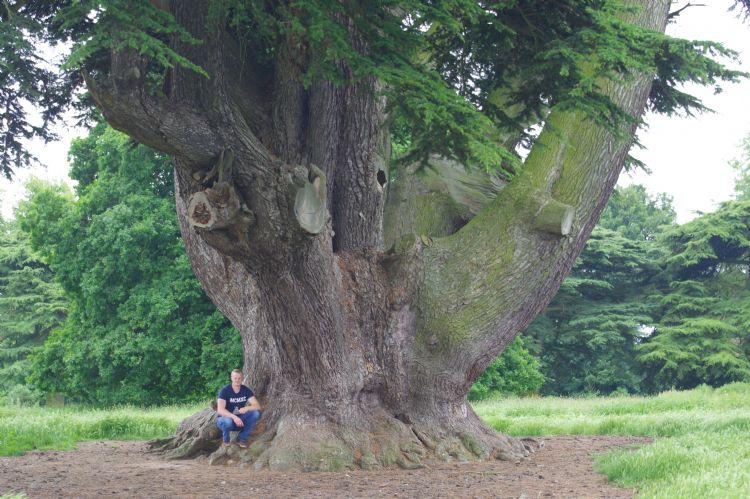 Dennis de Brouwer, projectleider bij Boomrooierij Weijtmans Dennis de Brouwer, projectleider bij Boomrooierij Weijtmans