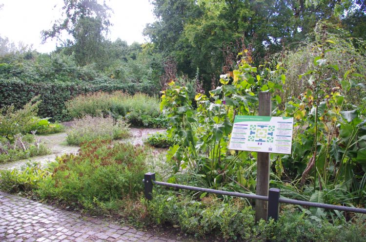 De Kruidentuin in park De Buurt wordt al vele jaren helemaal door vrijwilligers bestierd. De Kruidentuin in park De Buurt wordt al vele jaren helemaal door vrijwilligers bestierd.