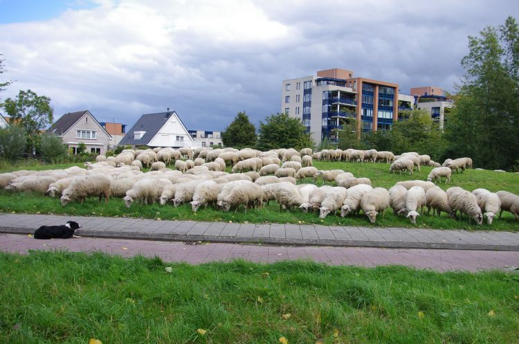 De schaapskudde van Nieuwegein trekt nog elke dag veel bekijks. De schaapskudde van Nieuwegein trekt nog elke dag veel bekijks.