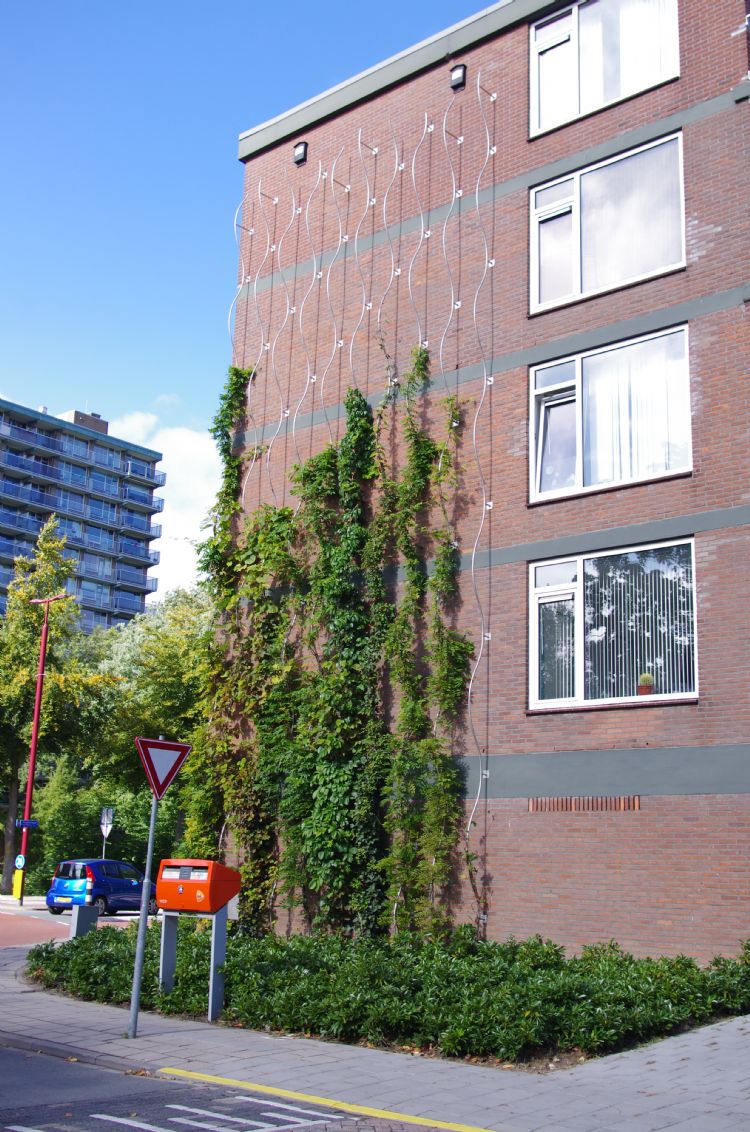 Het gevelgroen aan de Sluiterslaan had in de zomer van 2018 een moeizame start. Het gevelgroen aan de Sluiterslaan had in de zomer van 2018 een moeizame start.