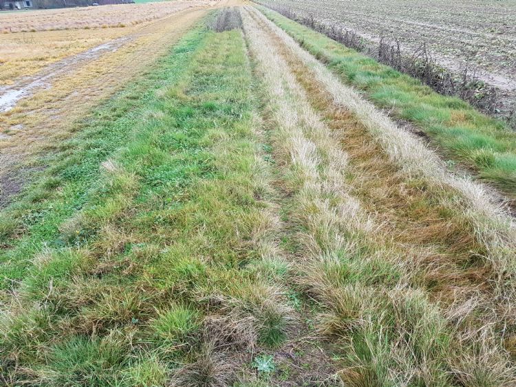 Verschil tussen beide mengsels na een van de warmste zomers ooit in 2018. Links Bermen Divers en rechts het traditionele B3. Verschil tussen beide mengsels na een van de warmste zomers ooit in 2018. Links Bermen Divers en rechts het traditionele B3.