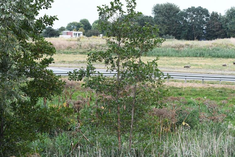 De reuzenberenklauw doet het goed langs wegen en spoorlijnen. De reuzenberenklauw doet het goed langs wegen en spoorlijnen.