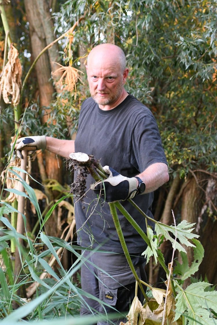 Wim Vreugdenhil steekt de jonge planten uit. Wim Vreugdenhil steekt de jonge planten uit.