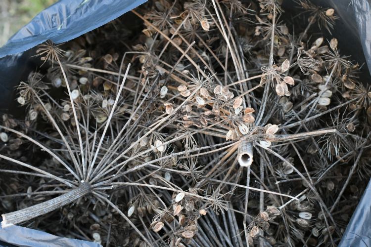 Zaden van de reuzenberenklauw mogen niet bij het gft-afval, maar worden verbrand. Zaden van de reuzenberenklauw mogen niet bij het gft-afval, maar worden verbrand.