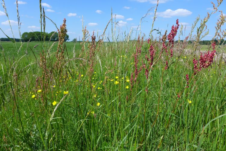 Zich ontwikkelende kruidenrijke berm met veldzuring en scherpe boterbloem. Zich ontwikkelende kruidenrijke berm met veldzuring en scherpe boterbloem.