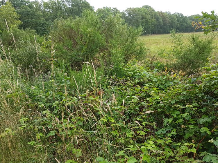 Een struweelberm met braam en wilg is waardevol in dit leefgebied als ecologische verbinding en zonplek voor de boomkikker. Een struweelberm met braam en wilg is waardevol in dit leefgebied als ecologische verbinding en zonplek voor de boomkikker.