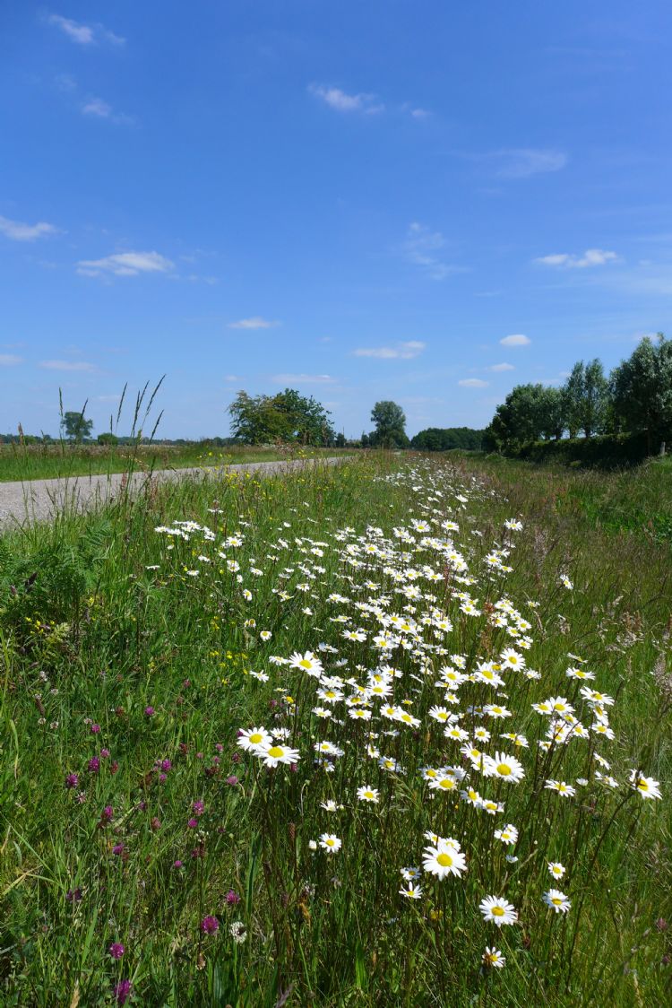 Een relatief voedselrijke en kruidenrijke berm. Een relatief voedselrijke en kruidenrijke berm.