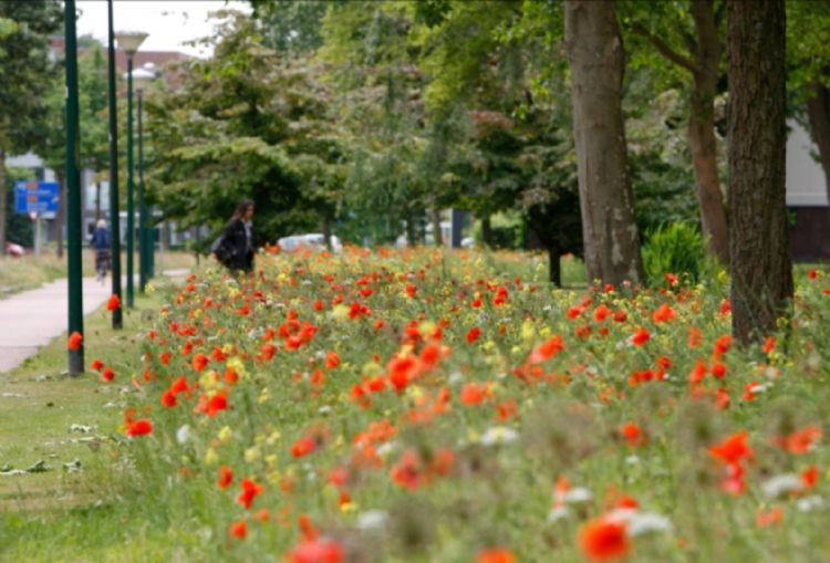 In verband met de veiligheid is het op bepaalde punten in het verkeer, zoals bij sommige bermranden, belangrijk dat er geen vegetatie overhangt en dat er regelmatig gemaaid wordt. In verband met de veiligheid is het op bepaalde punten in het verkeer, zoals bij sommige bermranden, belangrijk dat er geen vegetatie overhangt en dat er regelmatig gemaaid wordt.