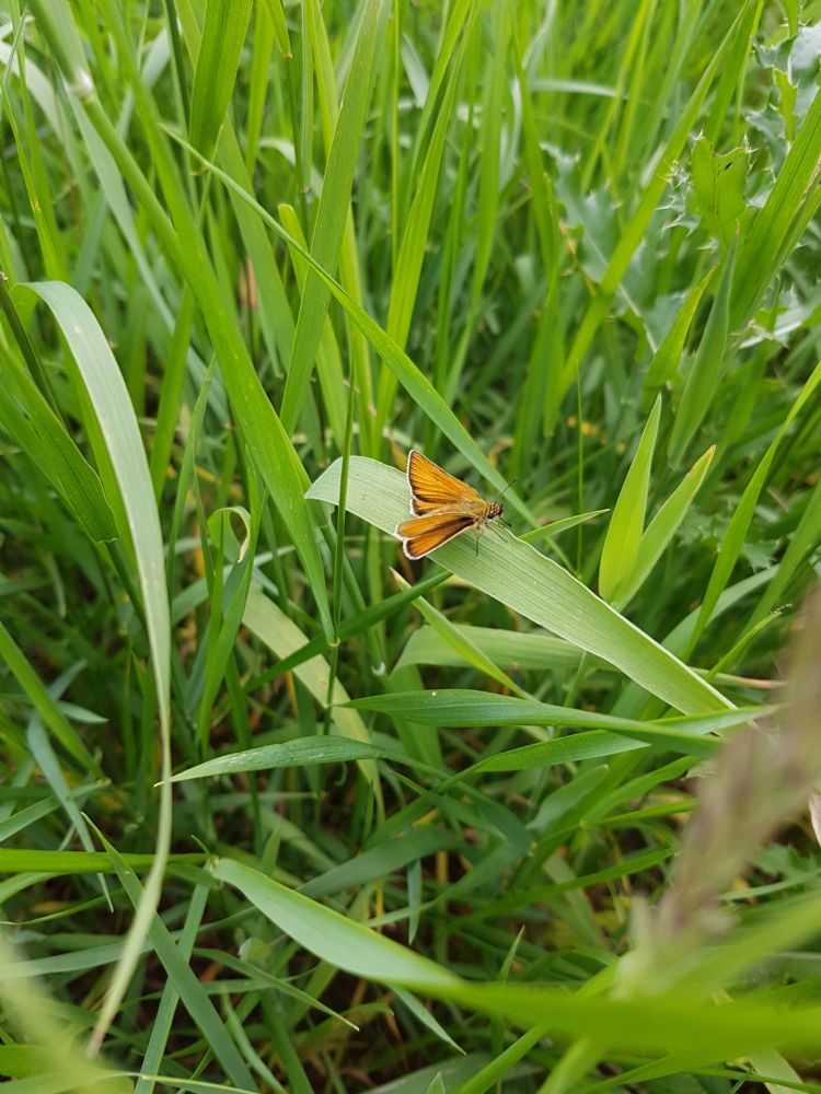 Verschillende soorten dikkopjes zetten hun eitjes af hoger in de grasvegetatie. Door ook 's winters voldoende van de vegetatie over te laten (fasering), kunnen deze soorten overleven. Verschillende soorten dikkopjes zetten hun eitjes af hoger in de grasvegetatie. Door ook 's winters voldoende van de vegetatie over te laten (fasering), kunnen deze soorten overleven.