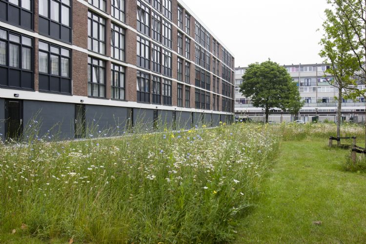 Blauwe knoop: sommige (bijzondere) soorten hebben een late bloeitijd. In bermen met deze soorten dient te worden voorkomen dat deze gemaaid worden voordat de planten zaad hebben gezet. Blauwe knoop: sommige (bijzondere) soorten hebben een late bloeitijd. In bermen met deze soorten dient te worden voorkomen dat deze gemaaid worden voordat de planten zaad hebben gezet.