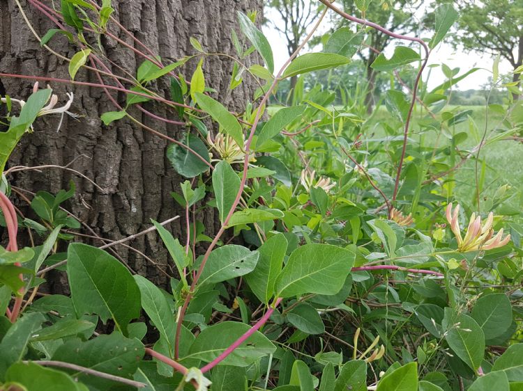 Wilde kamperfoelie rondom boomvoet. Het jaarlijks maaien rondom boomvoeten kan het best achterwege worden gelaten. Dat bespaart niet alleen in de kosten, maar juist op die plekken groeien vaak waardevolle soorten. Wilde kamperfoelie rondom boomvoet. Het jaarlijks maaien rondom boomvoeten kan het best achterwege worden gelaten. Dat bespaart niet alleen in de kosten, maar juist op die plekken groeien vaak waardevolle soorten.
