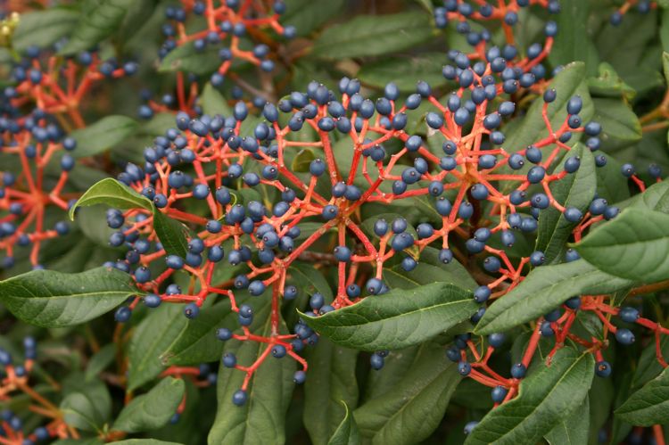 <i>Viburnum globosum</i> 'Jermyns Globe' <i>Viburnum globosum</i> 'Jermyns Globe'