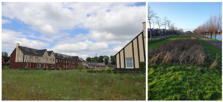 In de openbare ruimte komt steeds meer plaats voor veldbloemen, bijvoorbeeld in wadi's (links). Ook als het gaat om onderhoud wordt nagedacht over de meerwaarde voor de biodiversiteit en insecten als je de vegetatie in de winter laat staan (rechts). In de openbare ruimte komt steeds meer plaats voor veldbloemen, bijvoorbeeld in wadi's (links). Ook als het gaat om onderhoud wordt nagedacht over de meerwaarde voor de biodiversiteit en insecten als je de vegetatie in de winter laat staan (rechts).