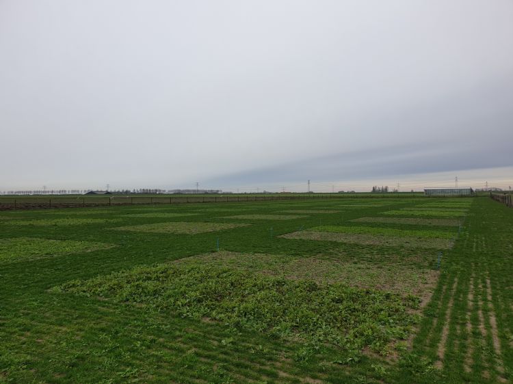 Half januari ligt het demoveld er mooi groen bij. Half januari ligt het demoveld er mooi groen bij.