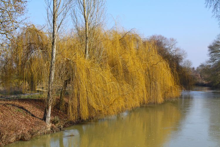 Salix sepulcralis 'Chrysocoma' Salix sepulcralis 'Chrysocoma'