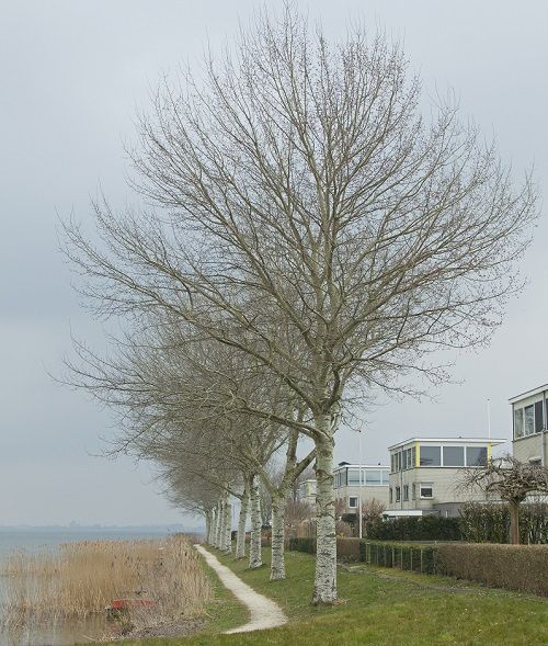 Populus canescens 'Witte van Haamstede' Populus canescens 'Witte van Haamstede'