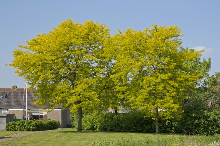 Gleditsia triacanthos 'Sunburst' Gleditsia triacanthos 'Sunburst'