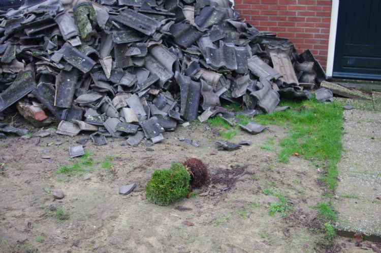 Slechts een enkel plantje blijft verweesd achter na het adoptieproject. Slechts een enkel plantje blijft verweesd achter na het adoptieproject.