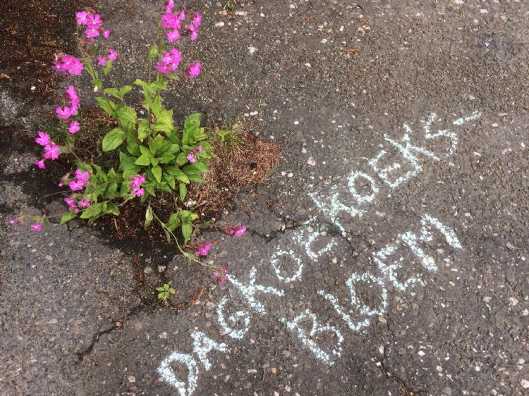 Botanisch stoepkrijten (foto: Elvira Werkman) Botanisch stoepkrijten (foto: Elvira Werkman)