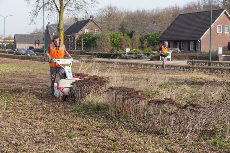 Rigoureus klepelmaaien van alle bovengrondse plantendelen, begin maart Rigoureus klepelmaaien van alle bovengrondse plantendelen, begin maart