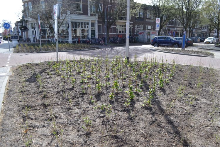 Plantvakken aan weerzijden van de St. Annastraat zijn aangeplant met vlindervriendelijke soorten. Plantvakken aan weerzijden van de St. Annastraat zijn aangeplant met vlindervriendelijke soorten.