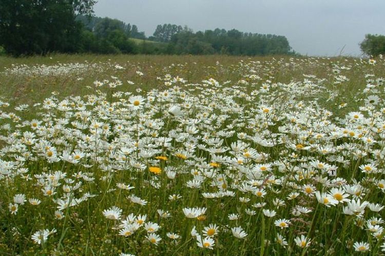Grasland met onder andere wilde margriet. Foto: natuurpunt.be Grasland met onder andere wilde margriet. Foto: natuurpunt.be